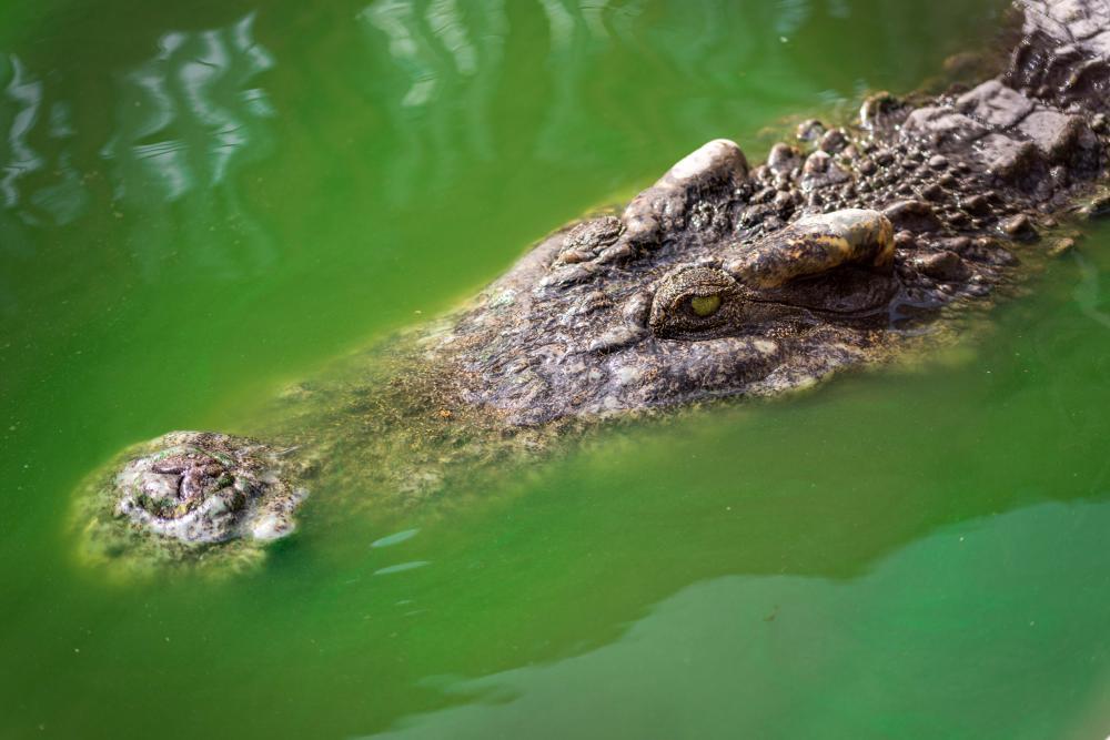 35-Jähriger in Australien von Krokodil getötet