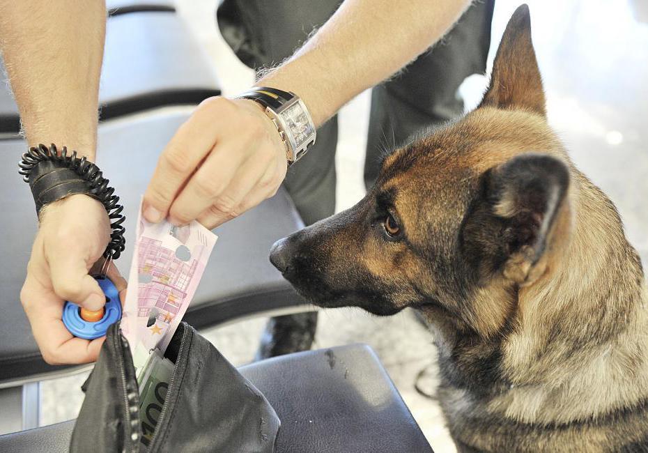Griechischer Zoll lässt Hunde nach Bargeld schnüffeln