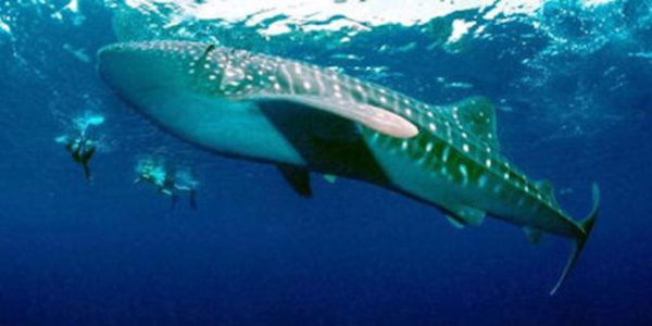 Walhaie  bringen Millionen Euro