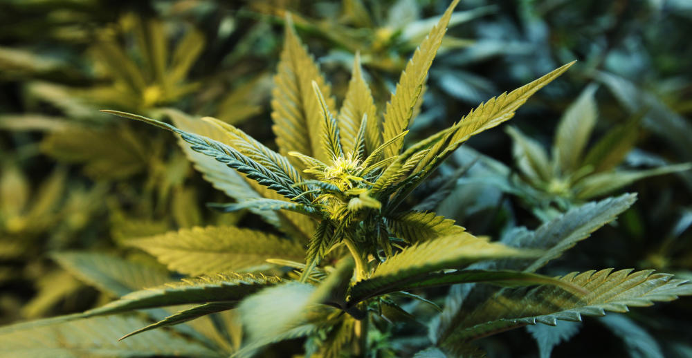 Erster legaler Cannabis-Anbau in Australien