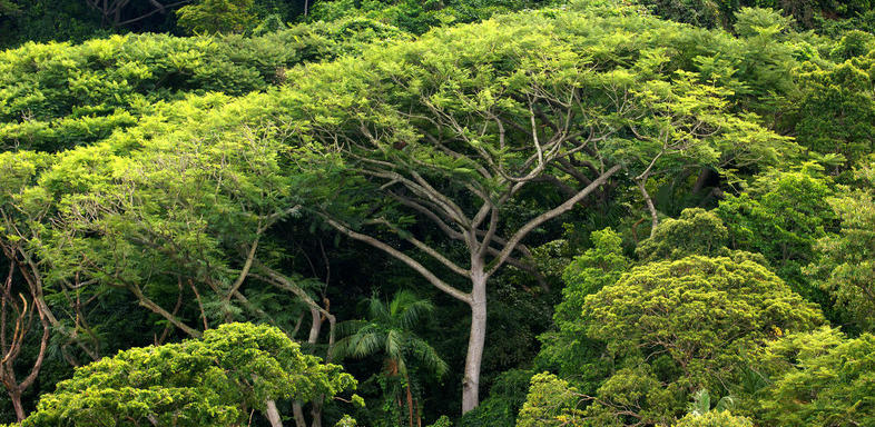 Neuer Regenwald soll geschaffen werden
