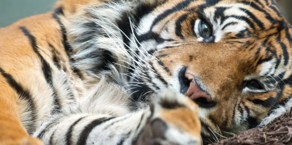 Tierpflegerin stirbt nach Tiger-Angriff