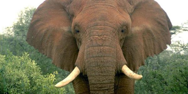 Wilderei bedroht Afrikanische Elefanten