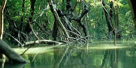 Alarm wegen Mangroven-Vernichtung