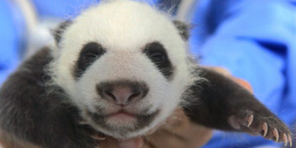 Ältester Zoo hofft auf Panda-Baby