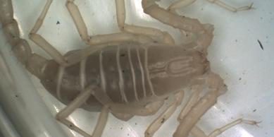 Forscher entdecken Skorpion-Art