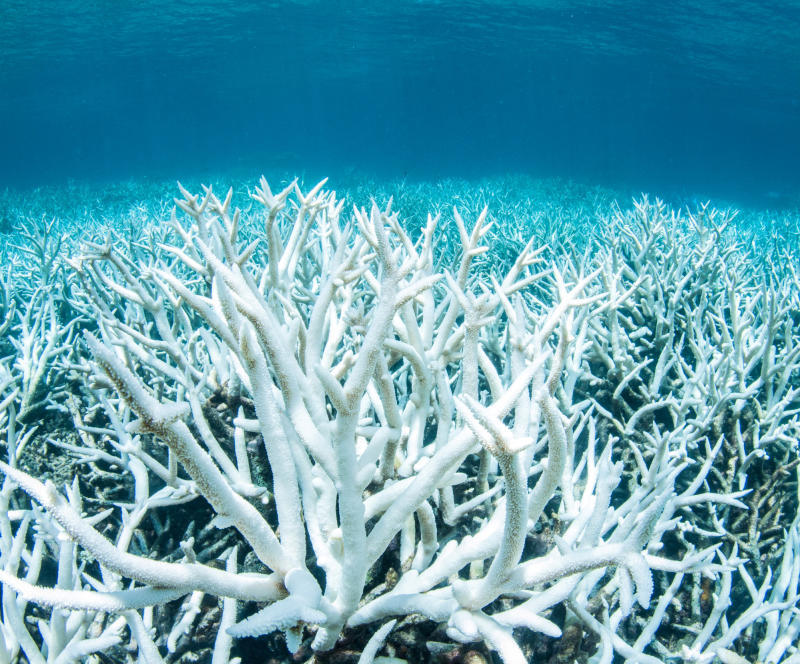 Korallenbleiche schreckt Touristen ab