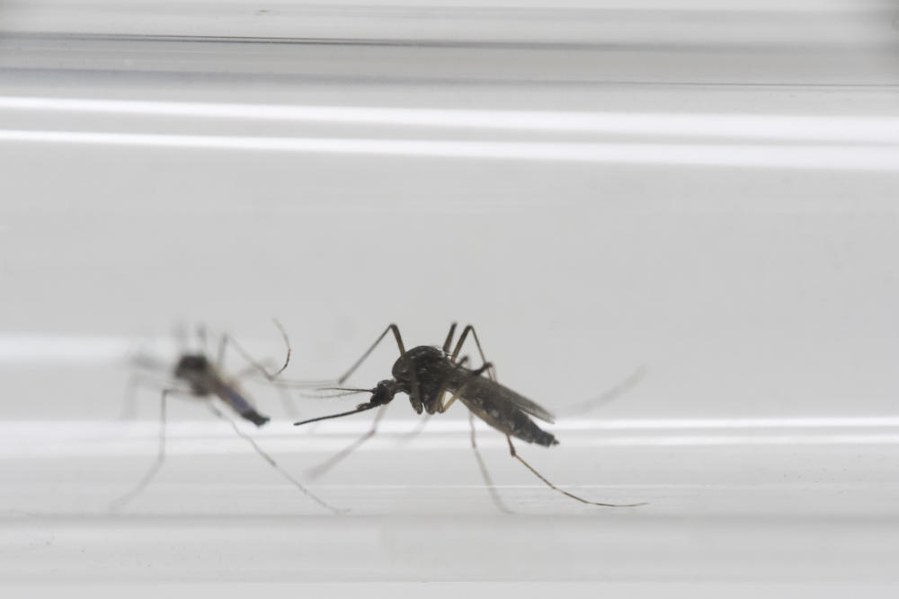 Erster bekannter Fall der Zika-Infektion von Mann durch Frau