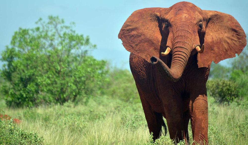 Elefanten und Nashörner besser schützen