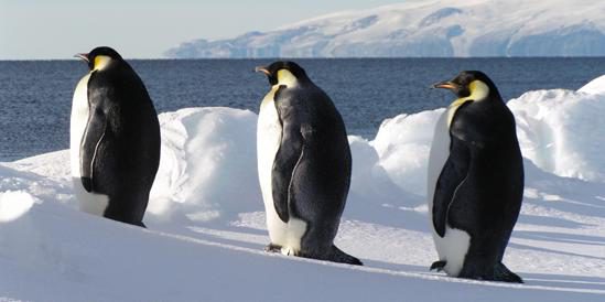 Meereis als Rastplatz für Pinguine