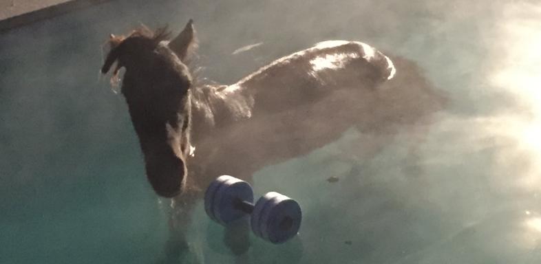Ein Pferd geht baden