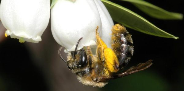 Wildbienen sind wichtig für die Bestäubung