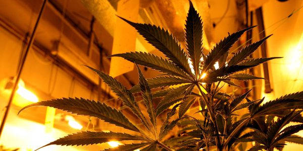Sieben Tonnen Cannabis beschlagnahmt