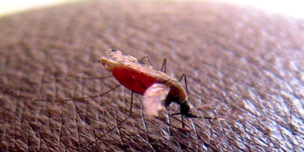 Genmanipulierte Mücken zeugen nur Söhne