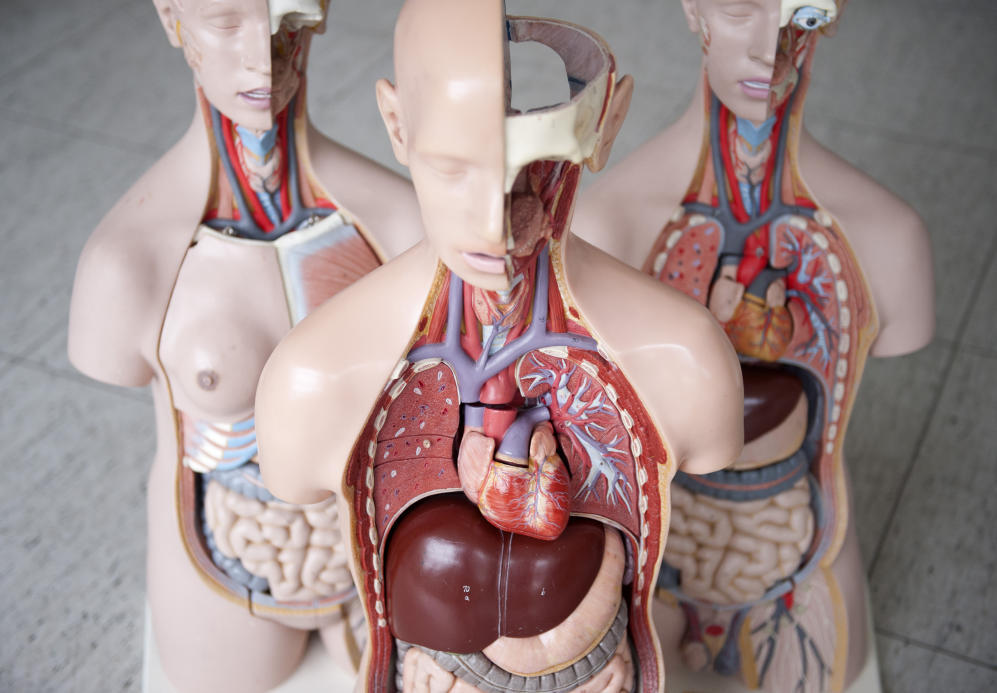 Menschliches Organ aus dem 3D Drucker