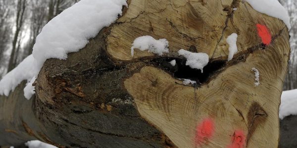 Privater fällt Bäume für Staat
