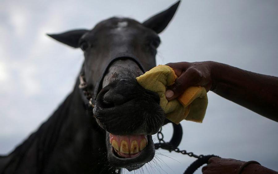 Luxemburger Stall kauft 1,5-Millionen-Pferd