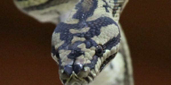 Pythonschlange auf Abwegen