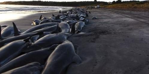 39 Wale sterben am Strand