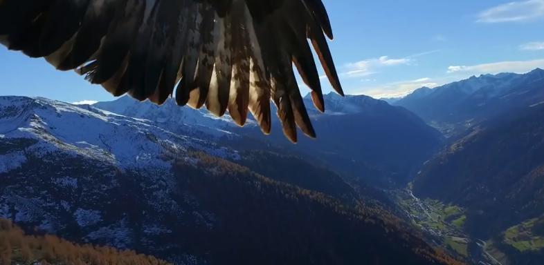 Adler holen Drohne vom Himmel