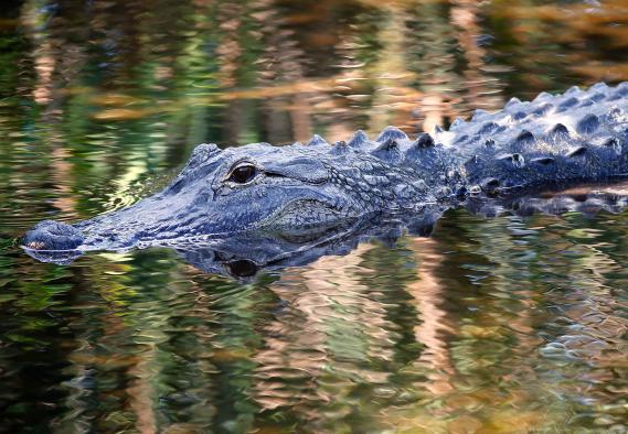Alligator zieht Zweijährigen in Florida ins Wasser