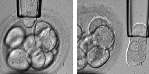 Embryonen für die  Forschung