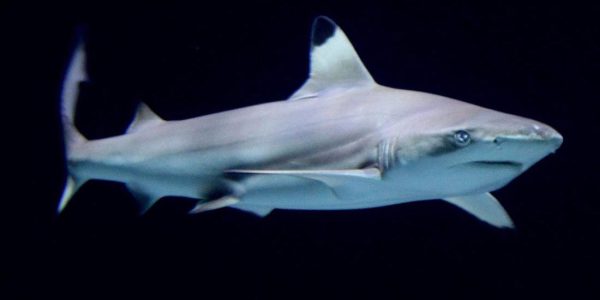 Hai beißt Taucher vor Australien tot