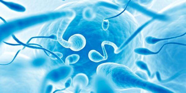 Wie Ei und Spermium sich finden