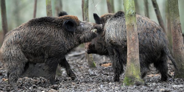 Wildschweine: Weniger Abschüsse