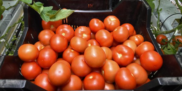 Licht-Gen steigert Tomatenernte
