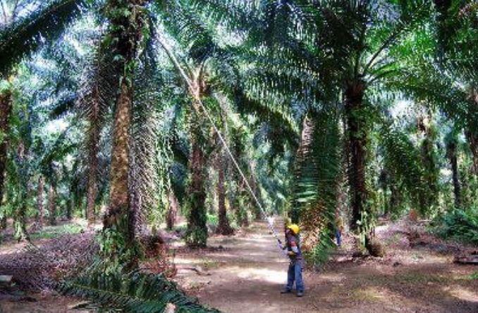 Kein Palmöl ist „auch keine Lösung“