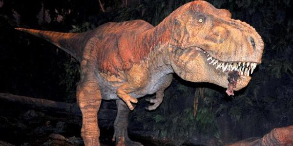 Tyrannosaurier waren gesellige Tiere