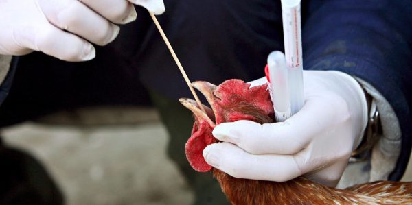 Mutierter Hühnergrippe- Virus als Waffe?