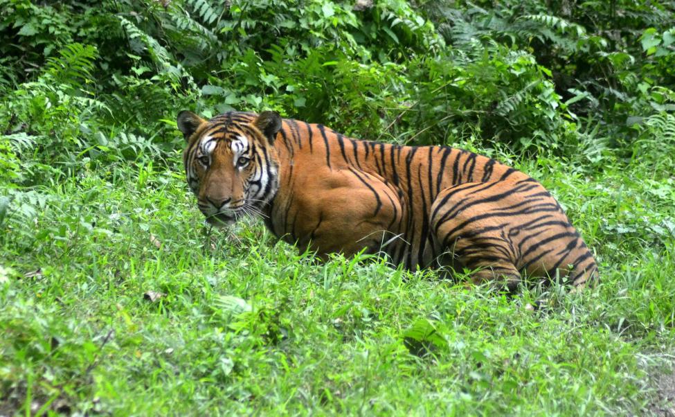 Wieder mehr wild lebende Tiger