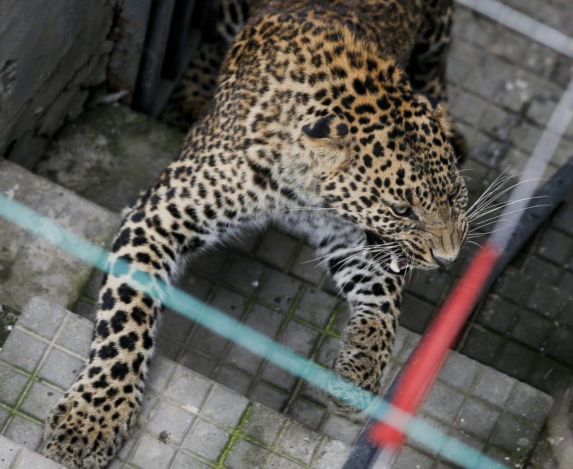 Leopard sorgt für Schließung eines Flughafens