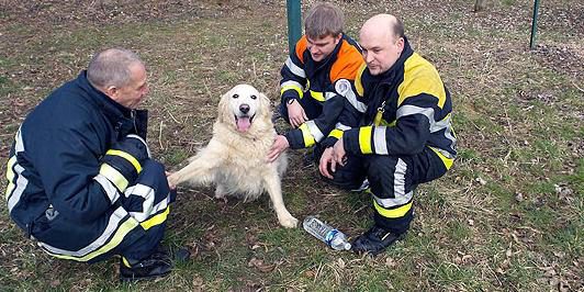 Hund aus brennendem Auto gerettet