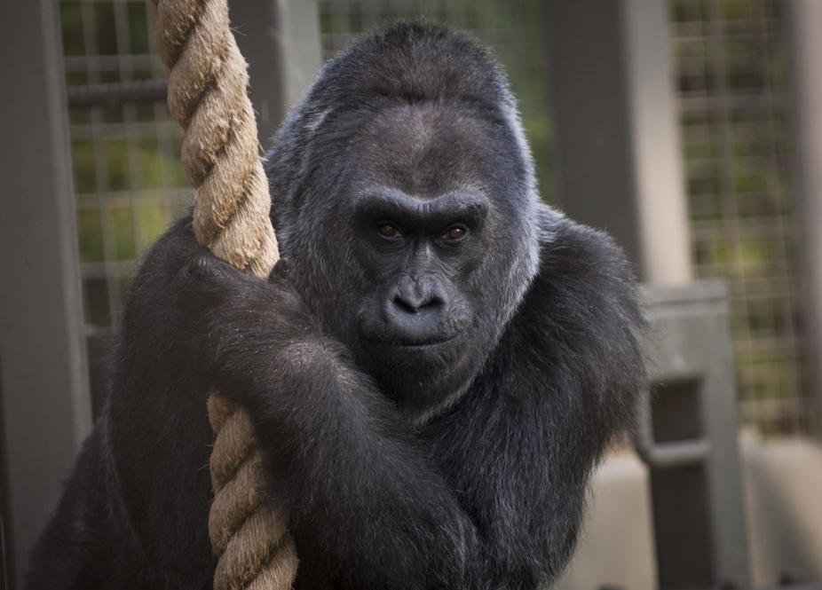 Der älteste Gorilla der Welt ist tot