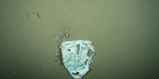 Plastikmüll in Tiefsee nimmt zu