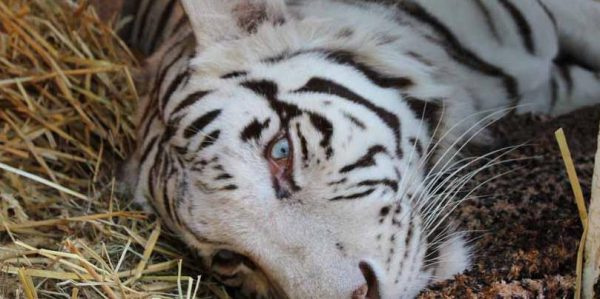 Schulkind im Zoo von Tiger getötet