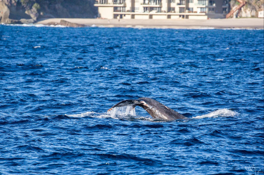Japan will Walfang trotz Verbots wieder aufnehmen