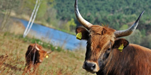 Kühe als Waldarbeiter