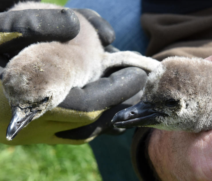 Pinguin-Nachwuchs in Bettemburg