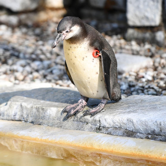 Gestohlener Pinguin ist tot
