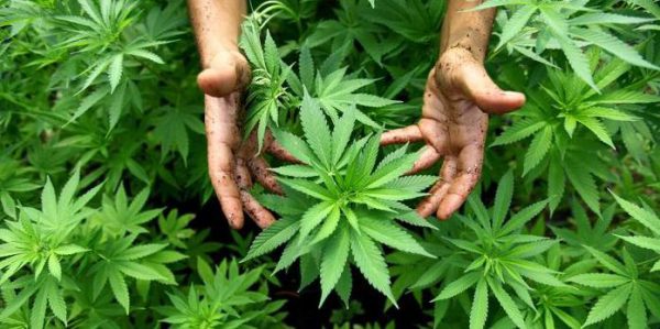 Marihuana-Anbau soll legal werden