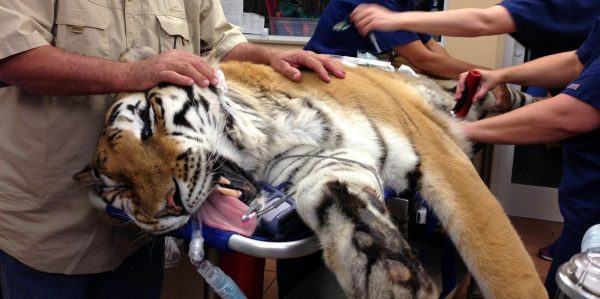 Tiger weiter vom Aussterben bedroht