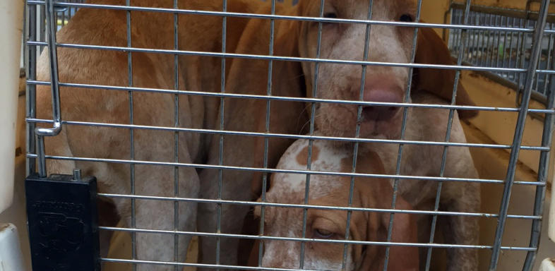 Polizei rettet 17 Hunde aus Lieferwagen