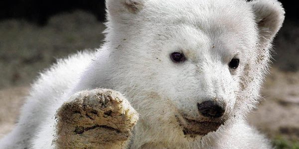 Berliner Zoo sucht neuen Eisbären
