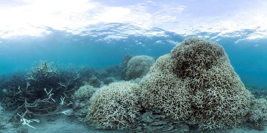 Das große Korallensterben