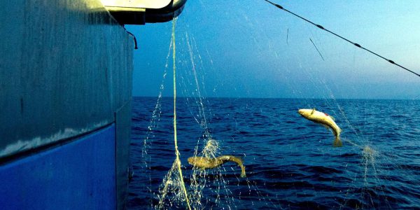 Staaten setzen sich gegen Überfischung ein