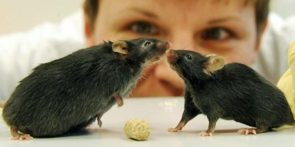 Forscher polen Gedächtnis von Mäusen um